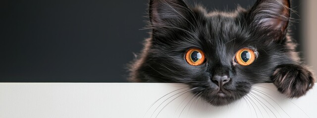 Fototapeta premium A black feline with orange eyes concealed by a white wall peers intently at the camera, displaying a grave expression