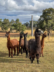 Fototapeta premium heard of alpacas on a farm