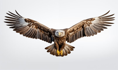 Fototapeta premium Eagle Studio Shot on a Clean Background
