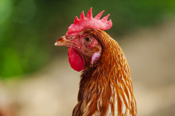 close up brown chicken or hen lay eggs in rural farm