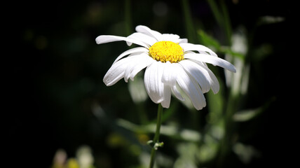 A close-up of a single white daisy with a bright yellow center, set against a dark background