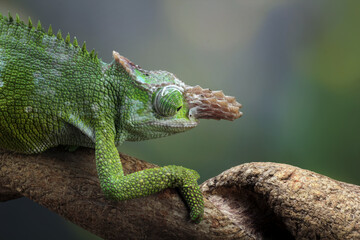 Fischer chameleon on a branch with black background