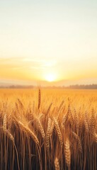 Obraz premium A serene wheat field at sunset, showcasing golden hues and the beauty of nature's harvest under a bright sky.