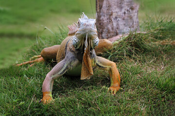 adult iguana walking on grass