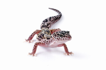 leopard gecko lizard isolated on white, eublepharis macularius