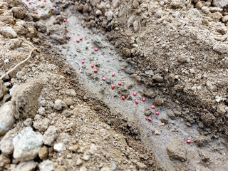 토양에 씨앗 뿌리기