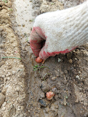 흙에 쪽파를 파종하는 농부의 손 클로즈업