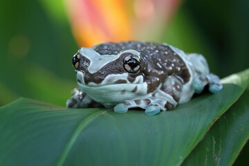 Blue milk frog sitting on a leaves (Trachycephalus resinifictrix), Amazon milk frog