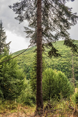 Fototapeta premium Landscapes - Macro - Forest - Europe, Romania, Suceava region