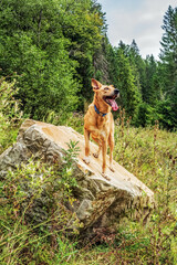 Landscapes - Macro  - Forest - Europe, Romania, Suceava region