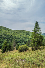 Landscapes - Macro  - Forest - Europe, Romania, Suceava region