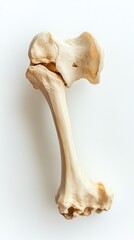 Fototapeta premium A single, dry, white femur bone isolated on a white background.
