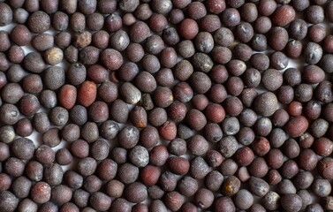 Macro of Black Mustard Seed in Horizontal Orientation with Copy Space