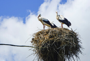 stork in the nest family concept