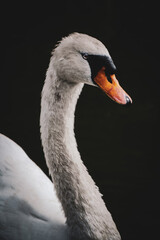 mute swan cygnus olor