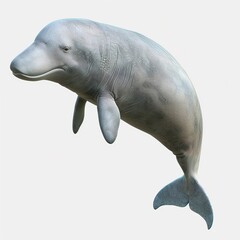 Fototapeta premium dolphin isolated on white background