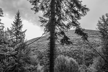 Landscapes - Macro  - Forest - Europe, Romania, Suceava region