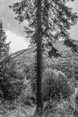 Landscapes - Macro  - Forest - Europe, Romania, Suceava region