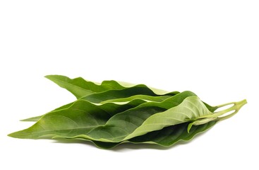 Closeup of Malabar Nut Leaves or Justicia Adhatoda Leaves Isolated on White Background, Also Known...