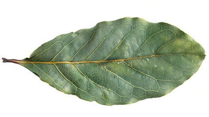Green Bay Leaf
