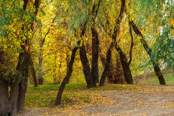 a beautiful autumn landscape, a path in the forest, trees with yellow leaves and sunlight