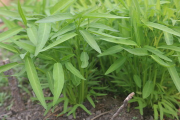 Green water spinach or water spinach is a vegetable that is widely cultivated in Southeast Asian countries and is a very delicious main course dish.
