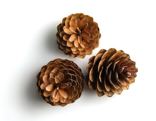 pine flower isolated on white background