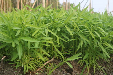 Green water spinach or water spinach is a vegetable that is widely cultivated in Southeast Asian countries and is a very delicious main course dish.