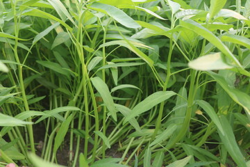 Green water spinach or water spinach is a vegetable that is widely cultivated in Southeast Asian countries and is a very delicious main course dish.