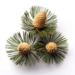 pine flower isolated on white background