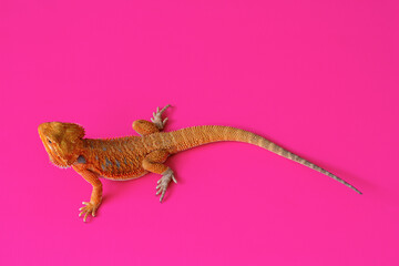 bearded dragon on pink background, Species of Australian lizard