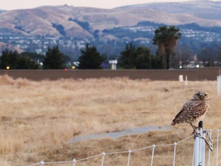 owl and the mountains