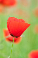 Corn poppy in a summer meadow with red petals. Wildflower from nature. Red splashes