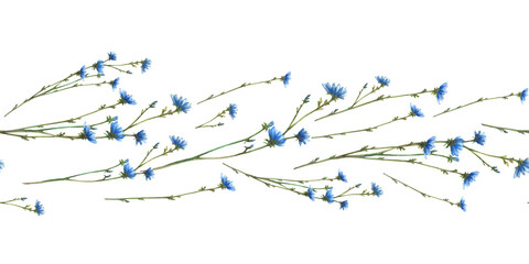 Wildflower chicory seamless border. Field plant, blue flowers and buds, meadow blooming herbs summer pattern. Watercolor hand drawn illustration Floral horizontal label design Isolated from background