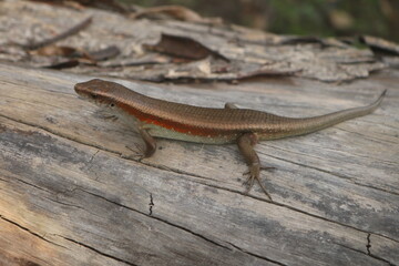 The garden lizard or also called the common bengkarung, garden bengkarung, or by lay people simply called the lizard, is one of the types of lizards most often found in Indonesia. This lizard belongs 