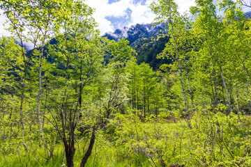 日本の風景・初夏　長野　新緑の上高地　田代湿原