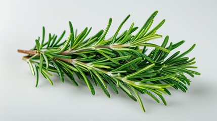 Fototapeta premium Fresh Rosemary Sprig