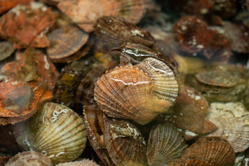 Fresh red scallops in shells in water
