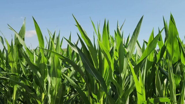 Corns planted as a second crop to make silage