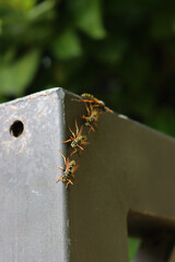 European paper wasp on a black metal gate. Polistes dominula insect of Wasp family
