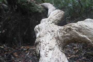 Fototapeta premium driftwood pieces. dead wood. has a very beautiful texture. animal nests to make homes in dead trunks. outdoor background. Isolated. Pieces.