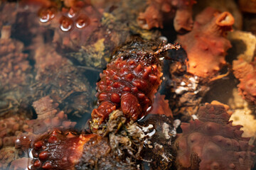 fresh sea pineapple or halocynthia roretzi in water.