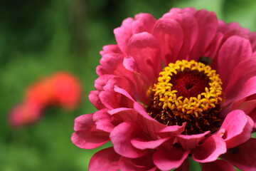 Pink Zinnia plant in bloom in the flowerbed on summer
