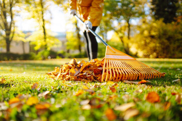 Collection of fallen leaves. Raking autumn leaves from the lawn on the lawn in the autumn park. The...