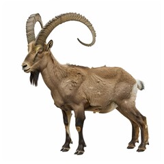 ibex goat isolated on transparent background