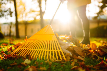 Collection of fallen leaves. Raking autumn leaves from the lawn on the lawn in the autumn park. The...