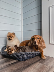 Dogs: Yorkshire terrier, spitz, spaniel