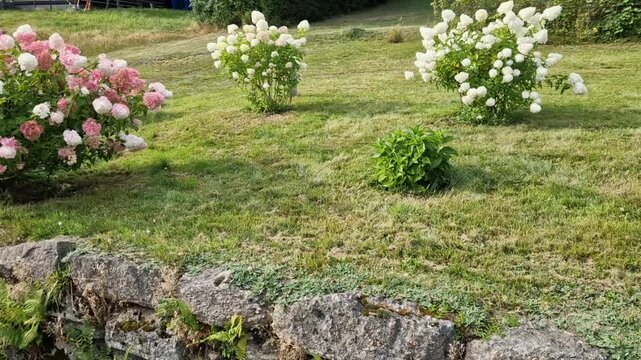 large Hydrangea with strong branches and big flowers that turn from white to pink during the season, hardy 