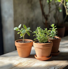 3 brown clay pots with green plants inside