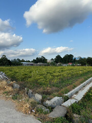 green agricultural field under a clear blue sky. The field is divided into rows of crops, likely planted in a systematic pattern. 